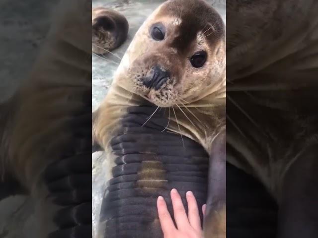 fur seal loves tummy stroking