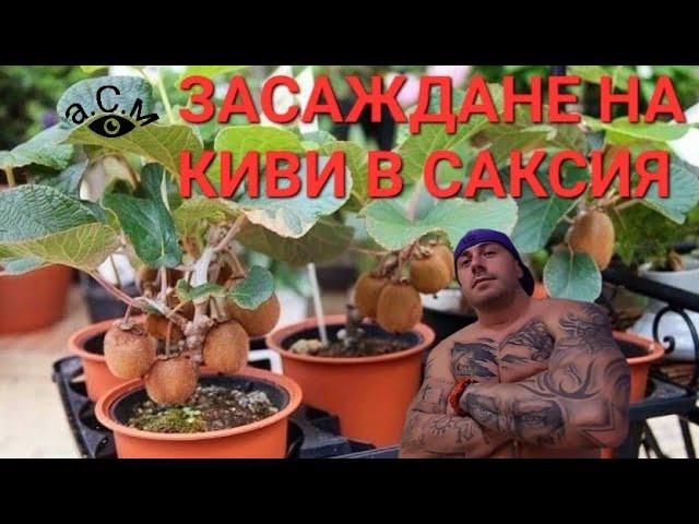 ЗАСАЖДАНЕ НА КИВИ В САКСИЯ - ТРИ МЕТОДА  а.С.м