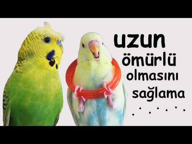 14 Factors That Will Extend the Life of a Budgie