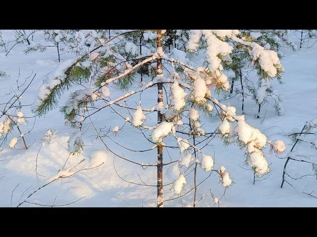 Охота на РЯБЧИКА поздней осенью.Разведка новых мест 