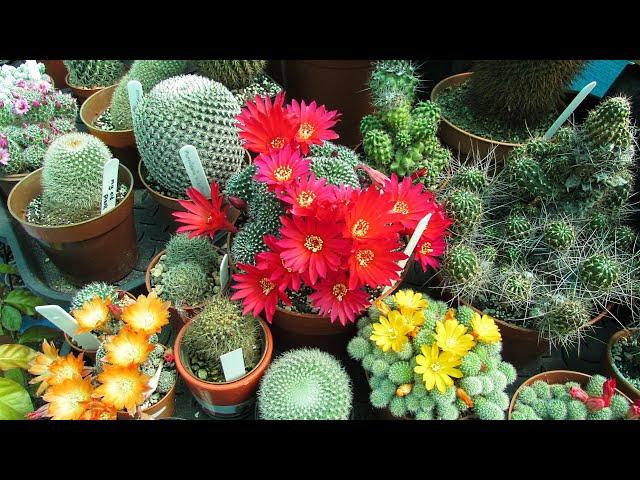 Top 10 BEST Flowering Cactus Plants