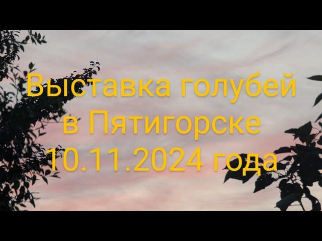 Выставка голубей в Пятигорске 10.11.2024