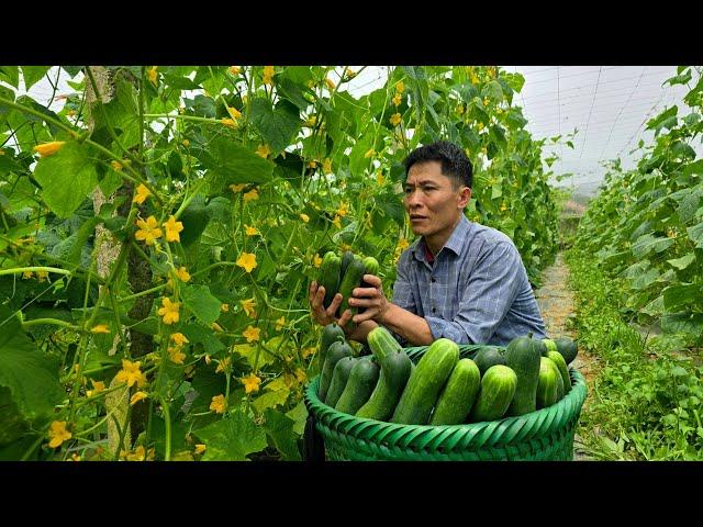 Harvest Cucumbers go to market sell - Take Care of Animals on the farm | Solo Survival