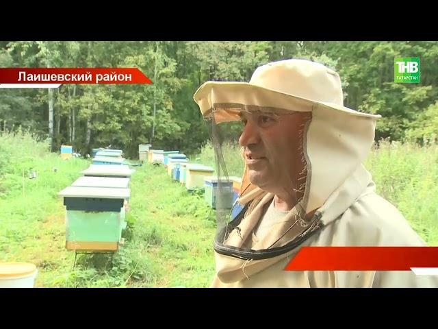 Медведей в Татарстане стало в три раза больше и они громят пасеки