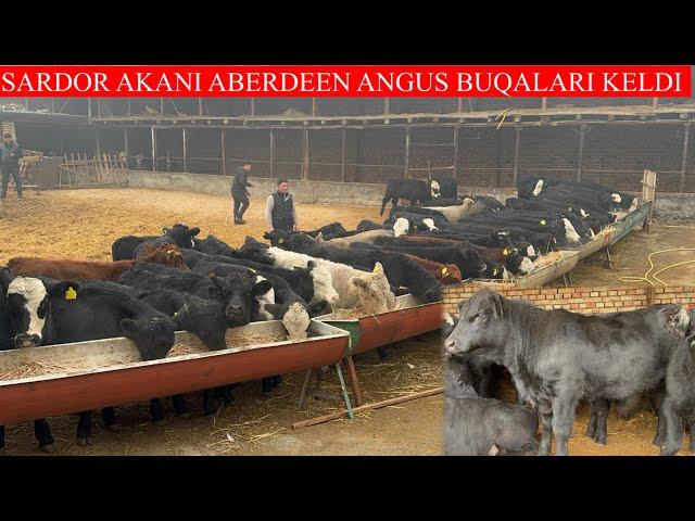 SARDOR AKANI ABERDEEN ANGUS BUQALARI KELDI NARXLARNI YODIRVORDI