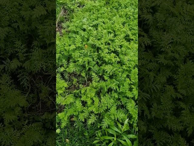 Грядка под чеснок, 2 этап#shorts #Recent #nature #дача #выращивание#огород #сидераты#чеснок