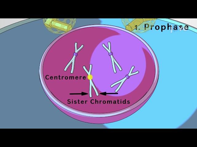 JoVE Core: Bio | Mitosis & Cytokinesis