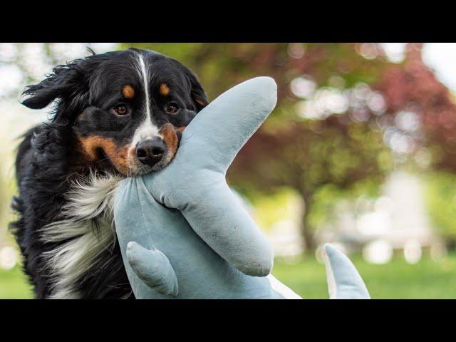 I Bought My Dog a GIANT Stuffed Shark and He’s OBSESSED With It 