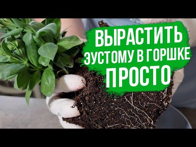 Как вырастить эустому в домашних условиях?