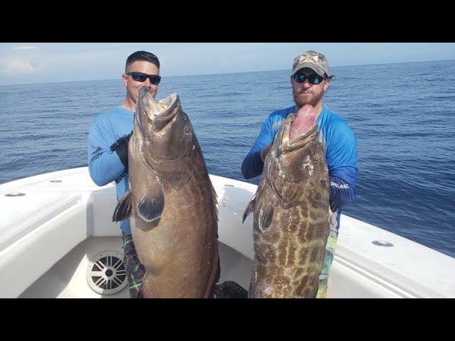 Diving sw Florida Gulf of Mexico 150ft deep. 80 and 55 pound carbos (Black grouper)