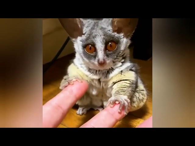 Cute And Funny Gray Mouse Lemur • Little Animals | RELAX With Nature