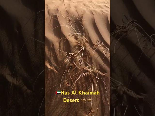 Ras Al Khaimah Desert