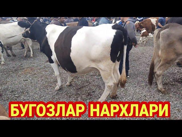 26 апреля 2022 г АНДИЖОН ШАХРИХОН ЧУЖА МОЛ БОЗОРИ НАРХЛАРИ ANDIJON SHAXRIHON CHÒJA MOL BOZORI NARXI