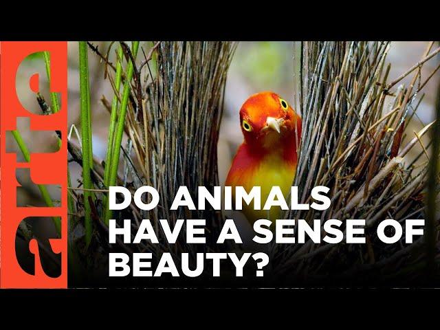 Do Animals Appreciate Beauty? | ARTE.tv Documentary