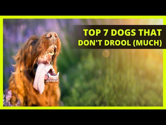 BEST LARGE DOGS THAT DONT DROOL (MUCH) | Top 7 large dog breeds that won't slobber everywhere