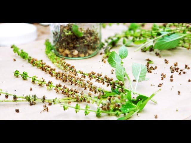 HARVESTING AND STORING TULSI SEEDS