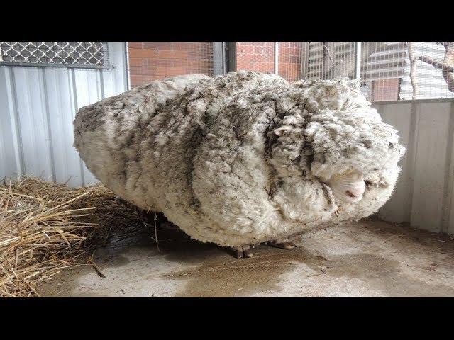 Hikers Saw That This Neglected Sheep Could Barely Stand, So A Shelter Begged For Experts To Save Him