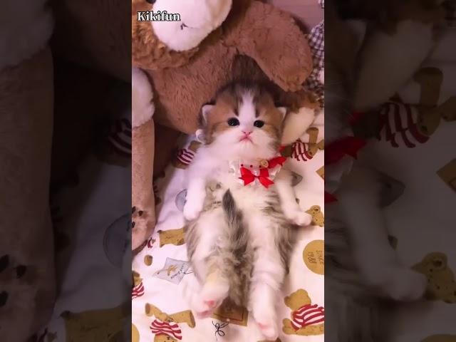 Adorable kittens!🫦 meowing#cute #kitten #meowing