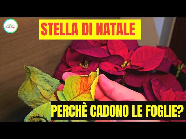 Stella di Natale PERDE LE FOGLIE - COSA FACCIO E PERCHÈ CADONO?