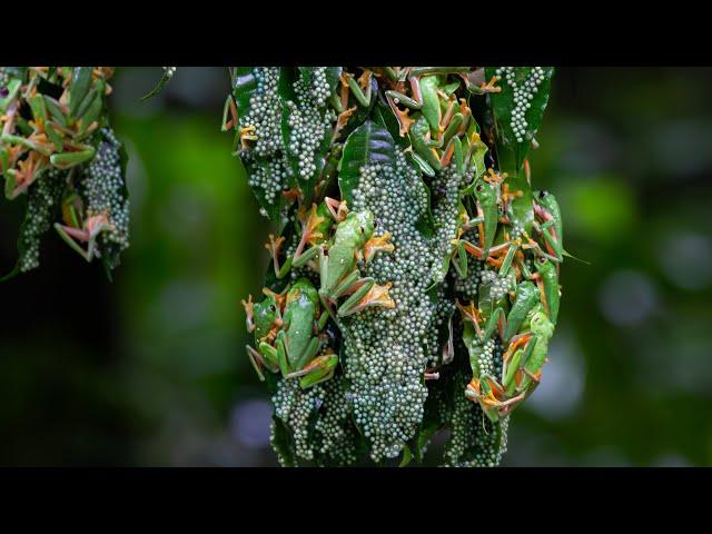 Chaotic Mating Explosion of Gliding Frogs | Planet Earth III Behind The Scenes | BBC Earth