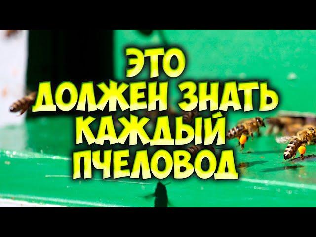 Развитие пчелиной семьи. Состав, жизнь и обязанности. Функции особей пчелиной семьи.