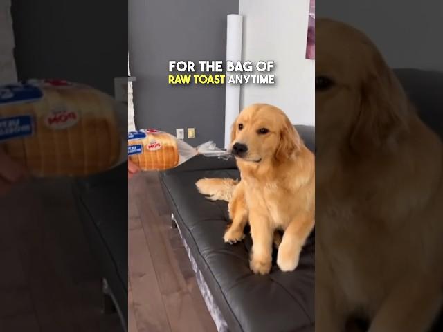 This Dog LOVES Raw Toast 