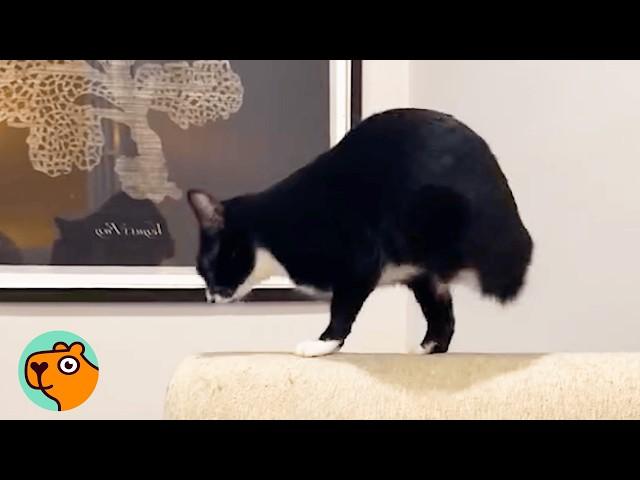 Two Legged Cat Hid All The Time. Now He Can’t Stop Zooming! | Cuddle Buddies