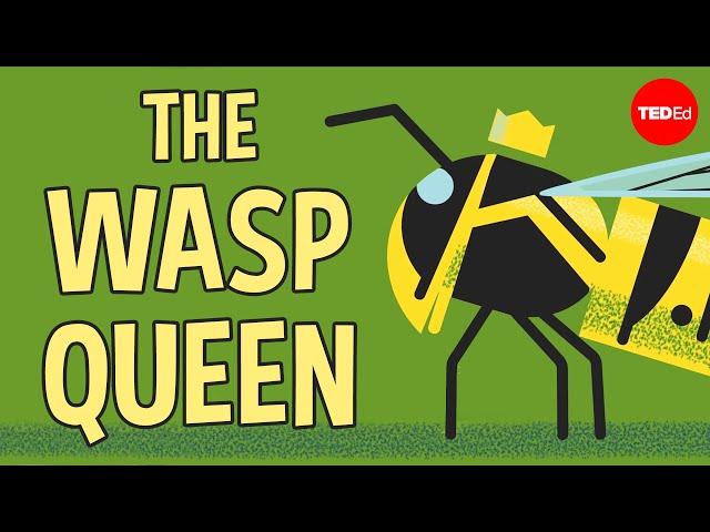 Licking bees and pulping trees: The reign of a wasp queen - Kenny Coogan