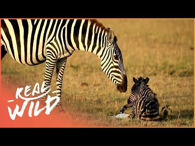 Punda The Zebra: The Unusual Hero Of The Herd | Real Wild