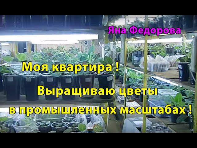 Моя квартира ! Выращиваю цветы в промышленных масштабах ! Такого ни у кого нет ! 
