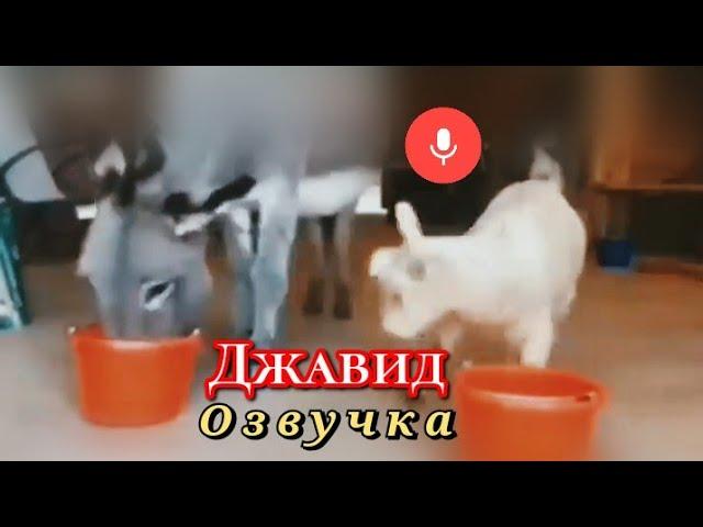 Джавид: Озвучка 2 (Животные)