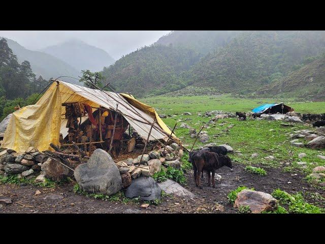Daily Routine Of Nepali Village Life || Daily Activities Of Shepherd Life || Real Village Life ||