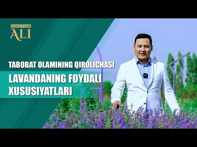 Tabobat olamining qirolichasi — lavandaning foydali xususiyatlari