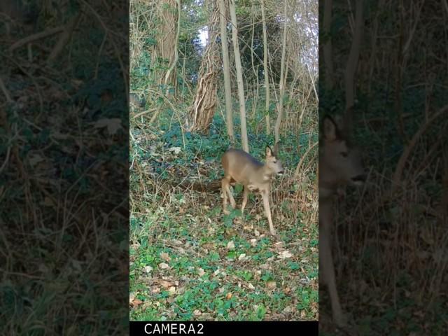 Pair of young roe deer.