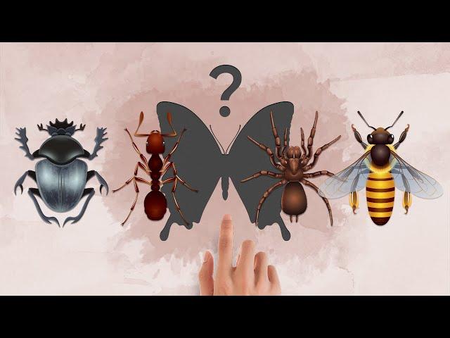  Insects (puzzle)