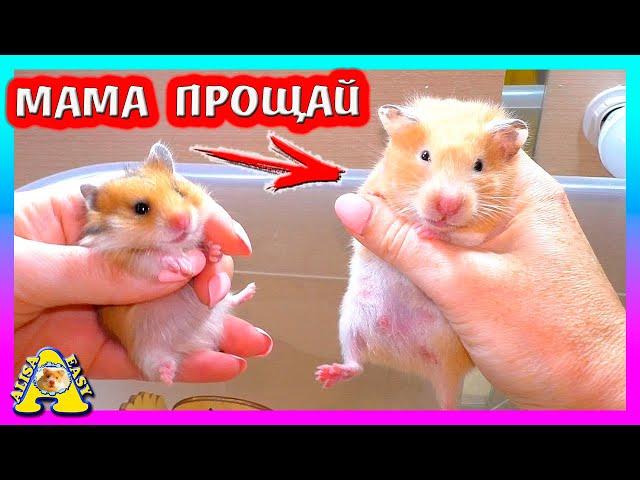 FANTA осталась БЕЗ ХОМЯЧАТ / Деревянное КОЛЕСО в подарок для Хомки / Alisa Easy Pets