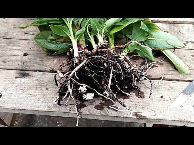 Как размножить банан (первый способ)