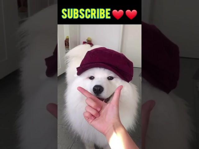 Cute Pets   #shorts #tiktok #viral #itspets #pets (3)