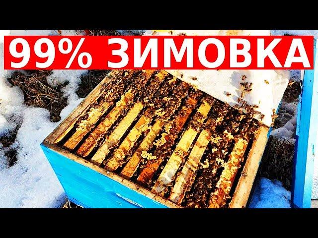 Самая прожорливая зимовка пчел за последние годы/сибирский пчелоблог