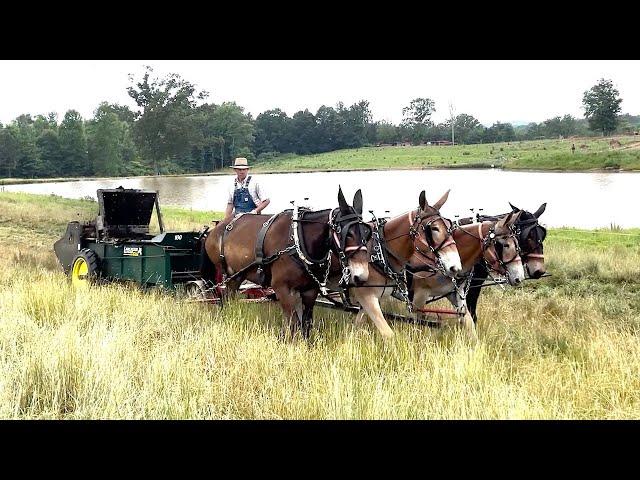 Coley Mule Farm