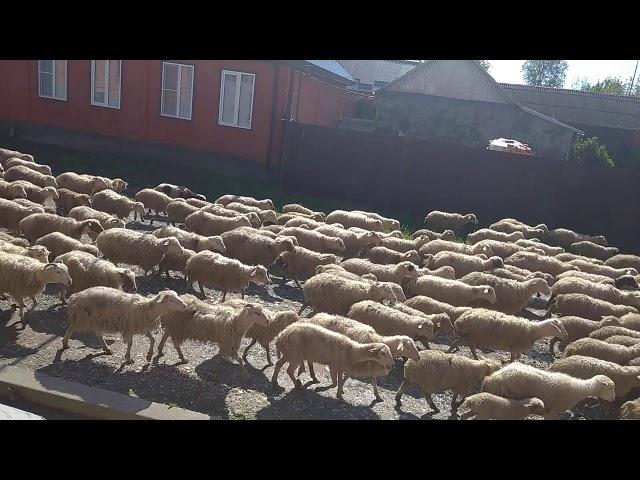 Пяшха хьаладуьга беркат