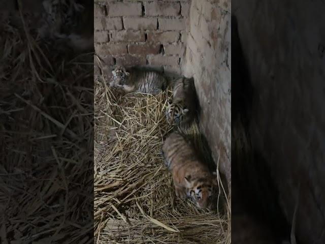 Aggressive 20 Days Old Taby and Tiger Cubs | Nouman Hassan | #tiger #lion