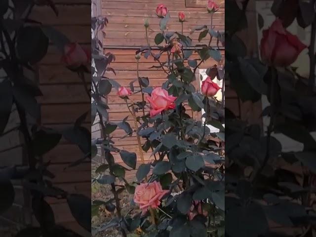 БЭЛЬ"-худеть или не худеть"...