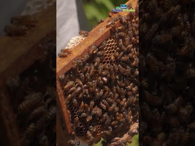 Benefits of honeybees in coconut farm