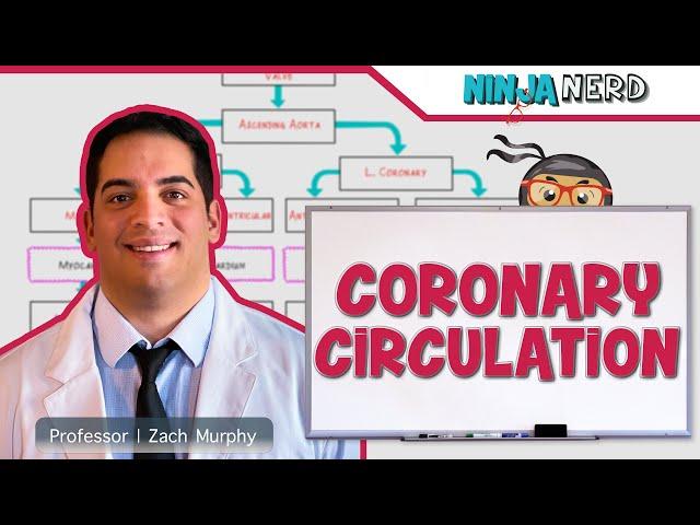 Circulatory System | Coronary Circulation