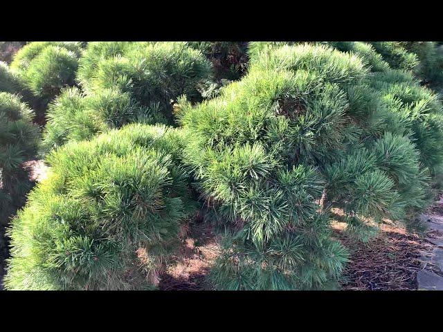 Pinus densiflora ' Pendula ' Weeping Japanese Red Pine  March 12, 2020