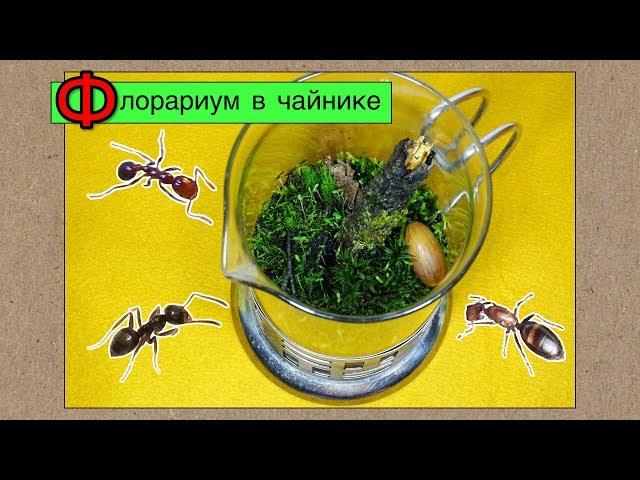 Флорариум со мхом в чайнике
