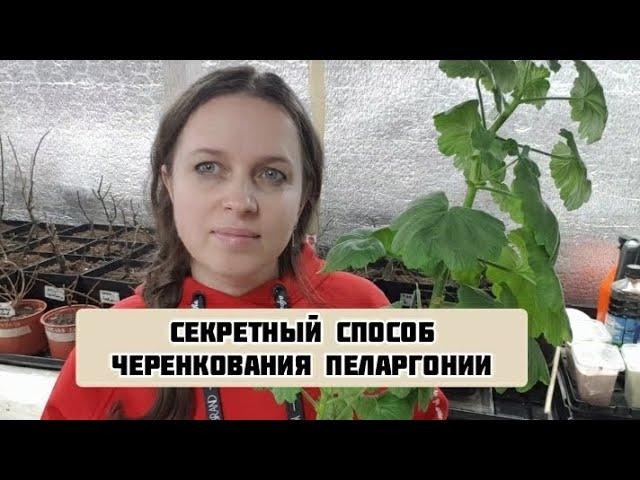 Черенкую ПЕЛАРГОНИЮ по КИТАЙСКОМУ способу, СТВОЛОМ!