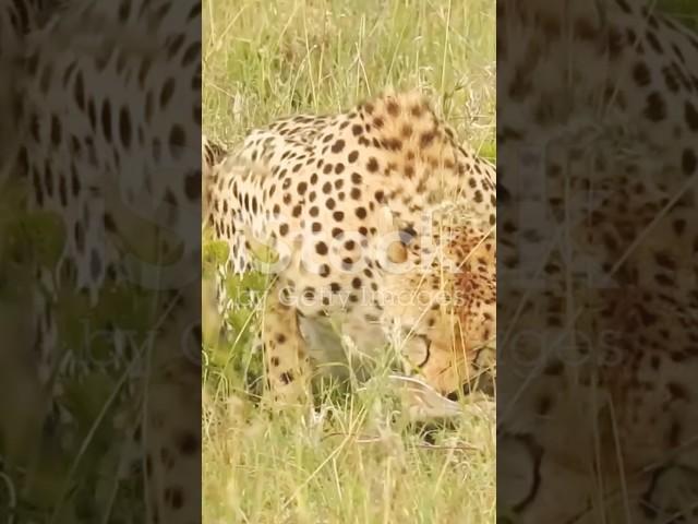 #FastAnimals #Wildlife #NatureDocumentary #AnimalComparison #Cheetah PeregrineFalcon #AnimalKingdom