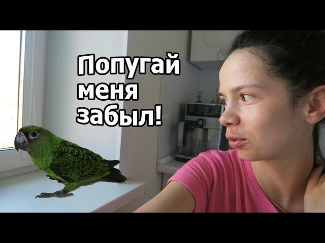 VLOG: Мы дома / Попугай меня не признает ((( / Мы пираты